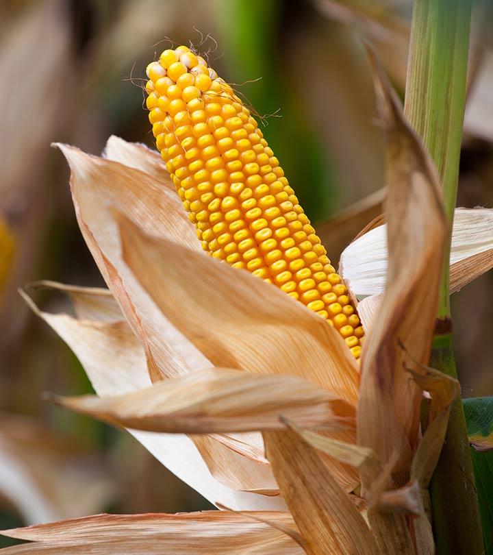 10 Surprising Side Effects Of Corn That You Should Know