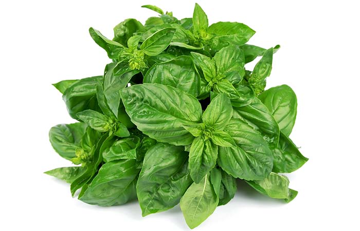 Basil leaf to get rid of lethargy and laziness