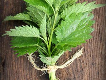 Can Nettle Leaves Cure Allergies How Are They Good For You