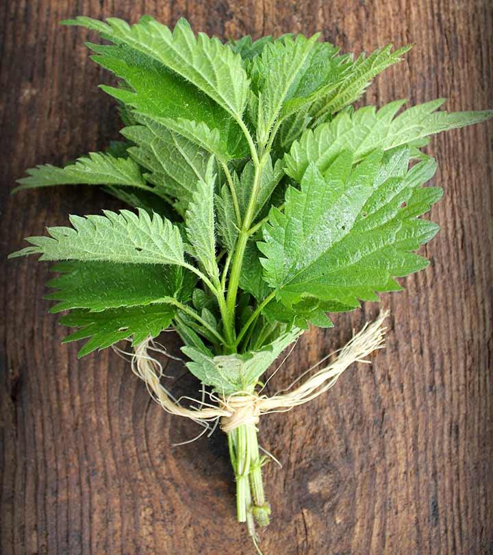 Stinging Nettle Health Benefits Side Effects And How To Make