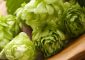 16 Amazing Health Benefits Of Hops An...
