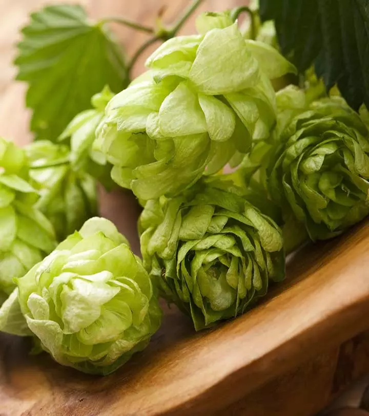 Surprising-Benefits-Of-Hops-(Kanphuta)-For-Skin,-Hair-And-Health