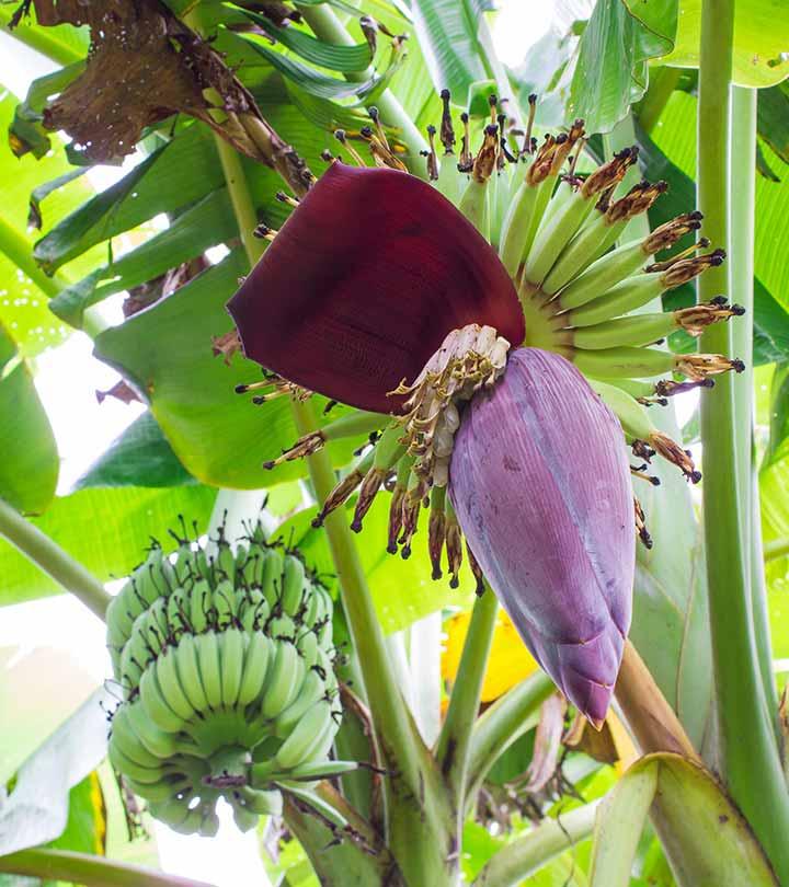 Banana Benefits In Telugu