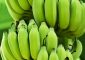 Green Bananas: Health Benefits, Nutri...