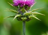 8 Side Effects of Milk Thistle You Should Be Aware Of