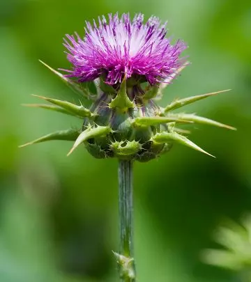 8 Serious Side Effects Of Milk Thistle