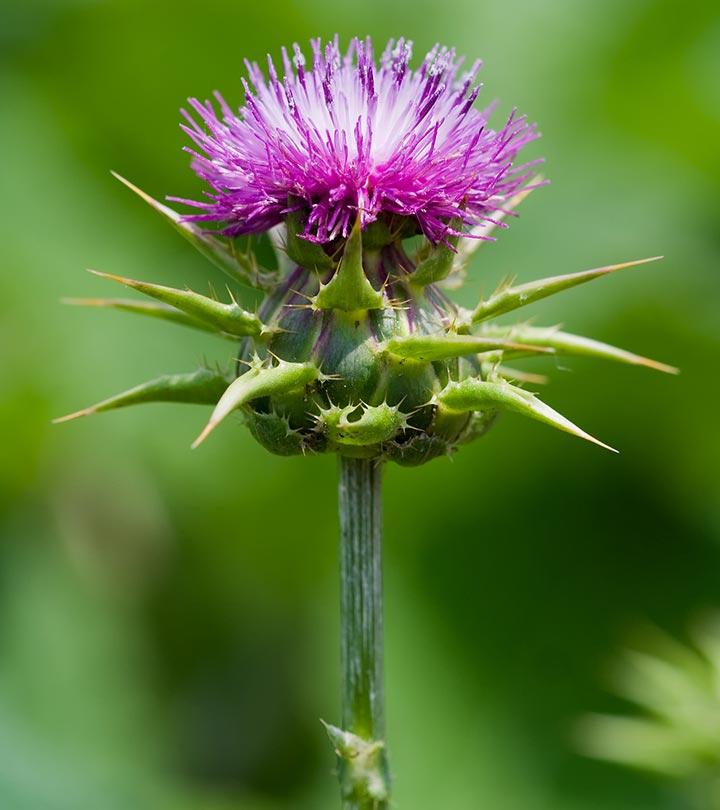 8-side-effects-of-milk-thistle-you-should-be-aware-of