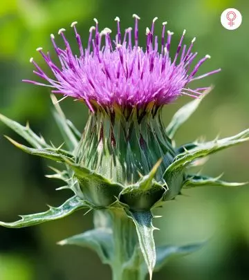 Side Effects of Milk Thistle