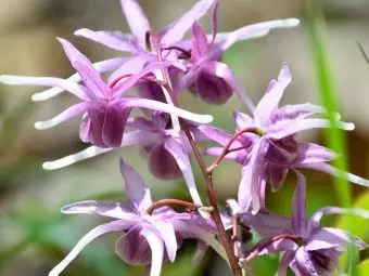 Horny Goat Weed: 10 Benefits, 4 Side Effects, And Uses