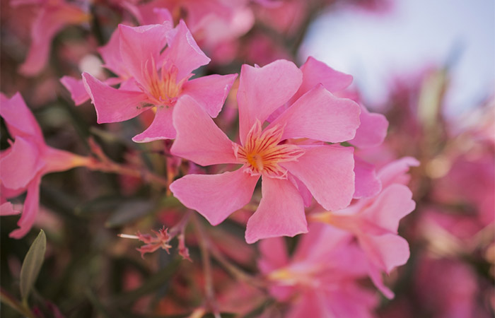 Oleander flowers are used as homeopathic medicine for skin