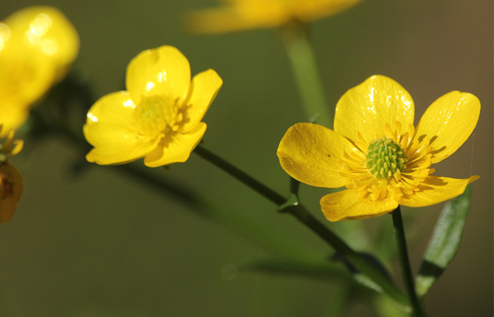 Ranunculus bulbosus herb is used in homeopathic medicine for skin