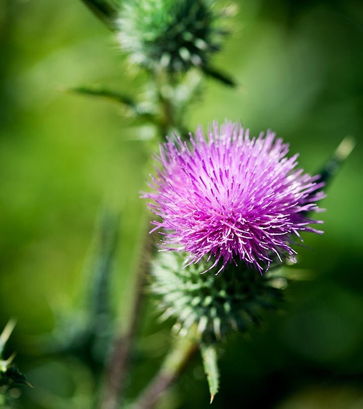 12 Benefits Of Milk Thistle + Its Synergy With Glutathione