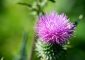 12 Health Benefits Of Milk Thistle, Nutrition, & Side Effects