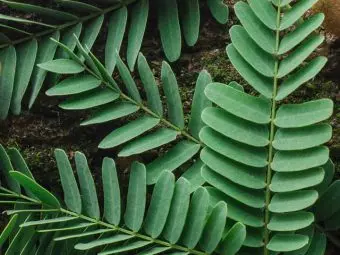 13 Amazing Health Benefits Of Tamarind Leaves