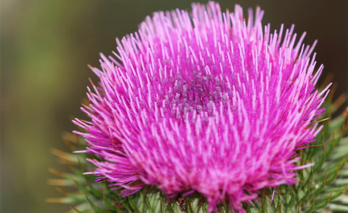 Blessed thistle is an herb for weight gain