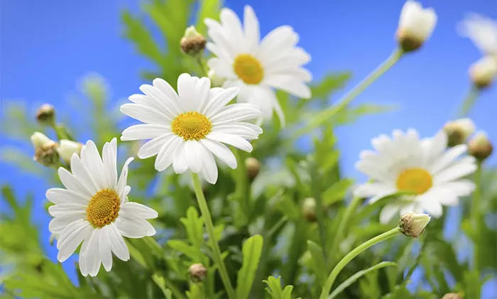Chamomile is an herb for weight gain