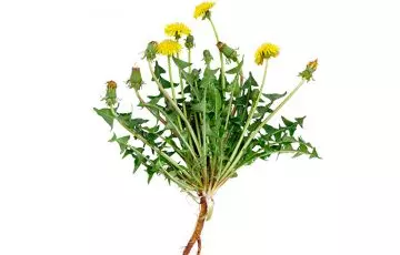 Dandelion is an herb for weight gain