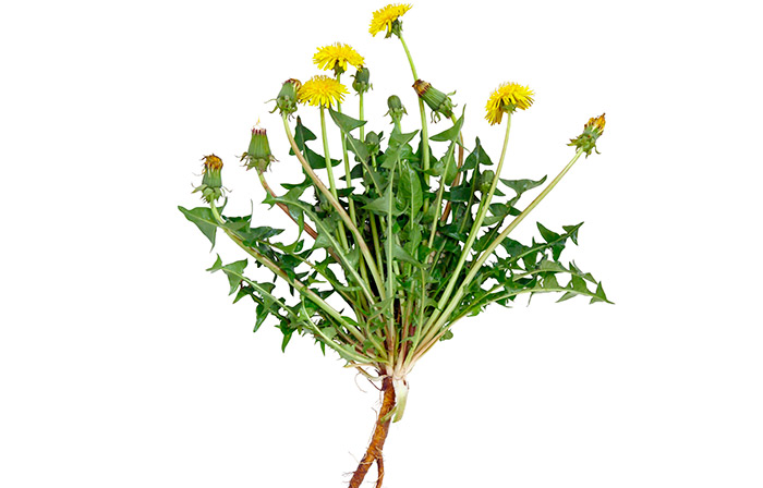 Dandelion is an herb for weight gain