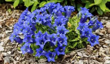 Gentian is an herb for weight gain