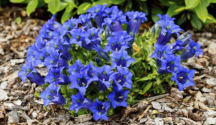 Gentian is an herb for weight gain