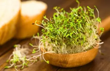 Alfalfa sprouts in wooden spoon for aiding weight loss