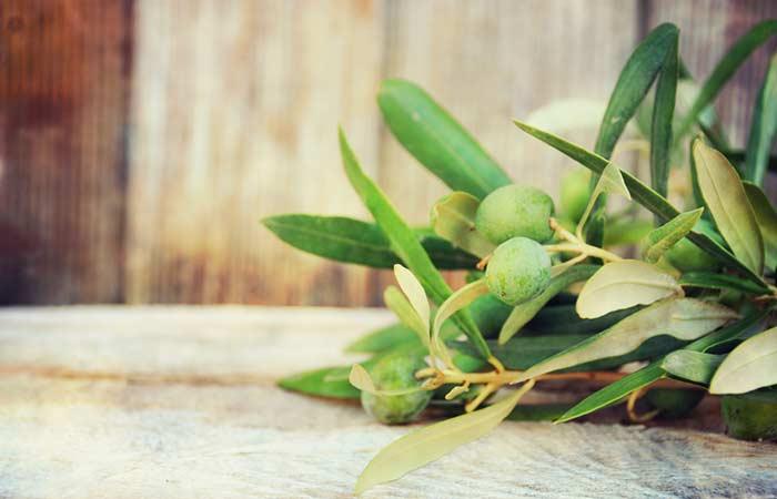 Olive Leaf Extract