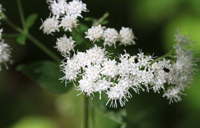 Snakeroot Extract