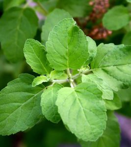 6 Unexpected Holy Basil Side Effects ...