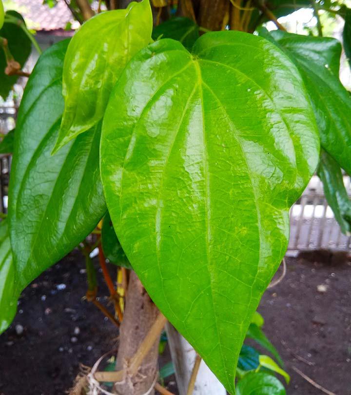 What Are The Benefits And Side Effects Of Betel Leaves