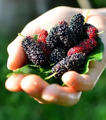 4 Side Effects Of Mulberry You Should Know