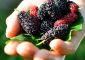 4 Side Effects Of Mulberry You Should...