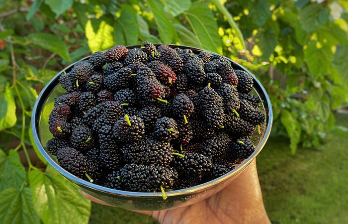 Overconsumption of mulberries can cause side effects