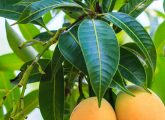 10 Amazing Benefits And Uses Of Mango Leaves That You May ...