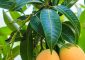 10 Amazing Benefits And Uses Of Mango...