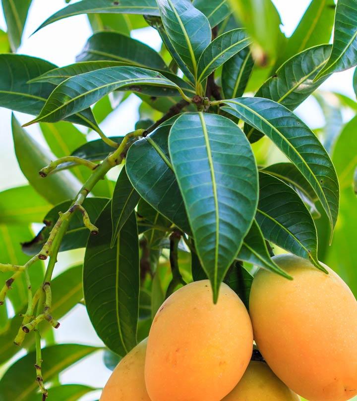 10 Amazing Benefits And Uses Of Mango Leaves That You May