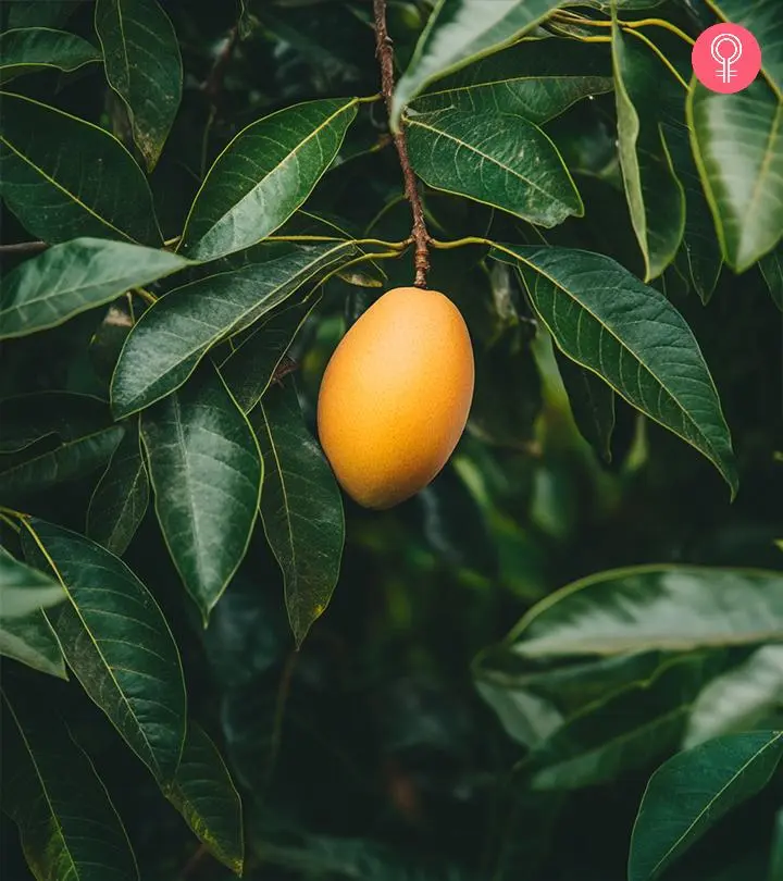 Benefits Of Mango Leaves