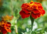 25 Types Of Marigold Flowers Found Across The World