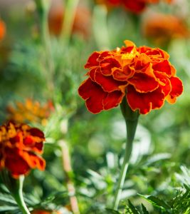 25 Types Of Marigold Flowers Found Across...