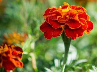 Top 25 Most Beautiful Marigold Flowers