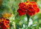 25 Types Of Marigold Flowers Found Across...