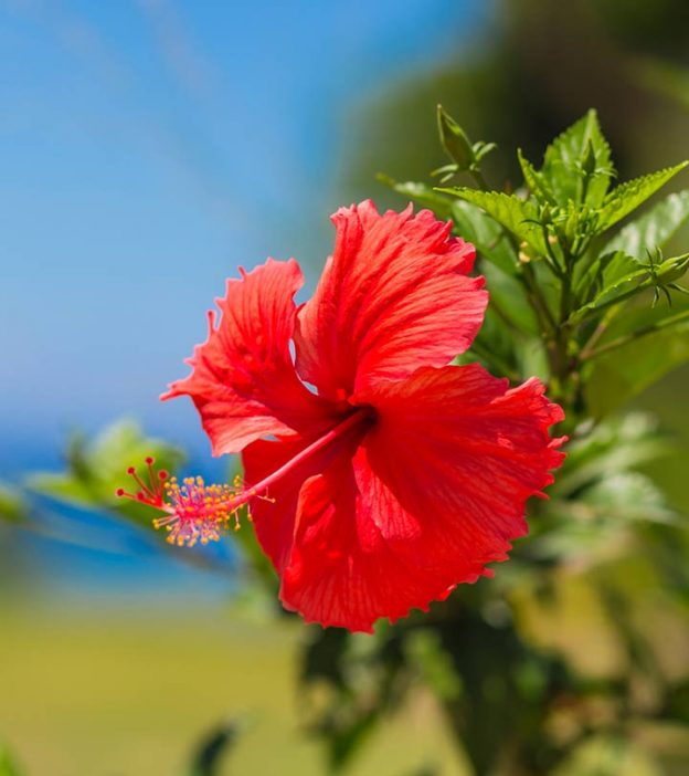 Information About Hibiscus Leaf In Hindi