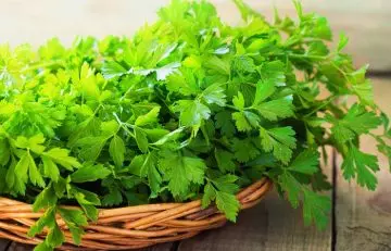Parsley for cloudy urine