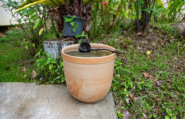 Clay pot maintains the water pH.