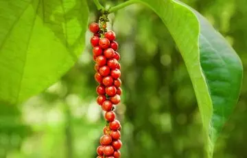 Additional health benefits of black pepper for weight loss