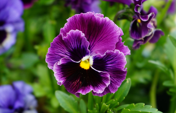 Purple pansy flower in the garden