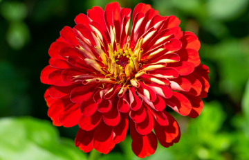 Red zinnia with a yellow center