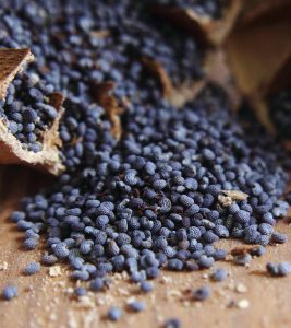 15 Amazing Benefits Of Poppy Seeds (Khus Khus)
