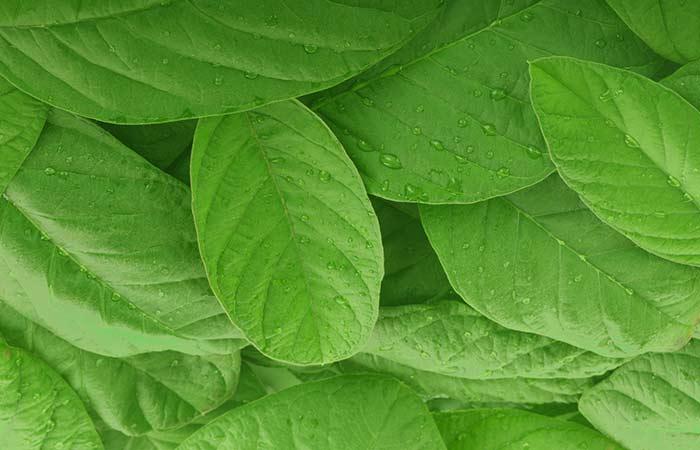 8. Guava Leaves