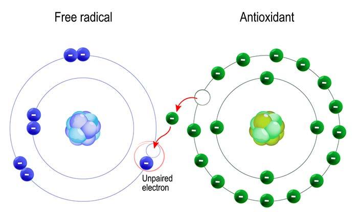 How Do Antioxidants Work