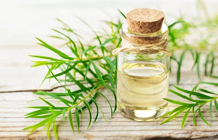 Best Essential Oils For Skin Care - Tea Tree Oil For Preventing Breakouts